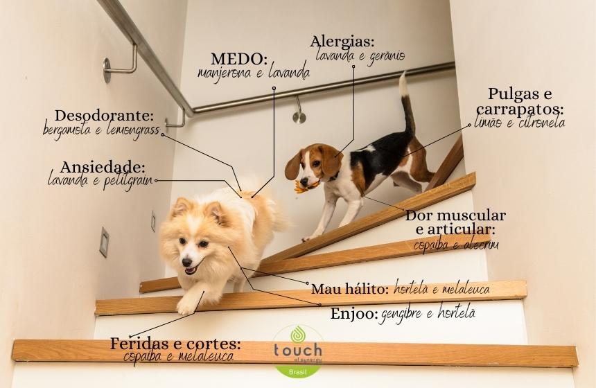 Aromaterapia para cães